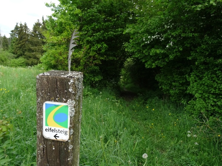 Trail marking on trunk with meadow and trees